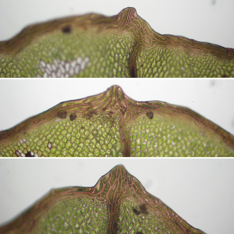 Rhizomnium punctatum